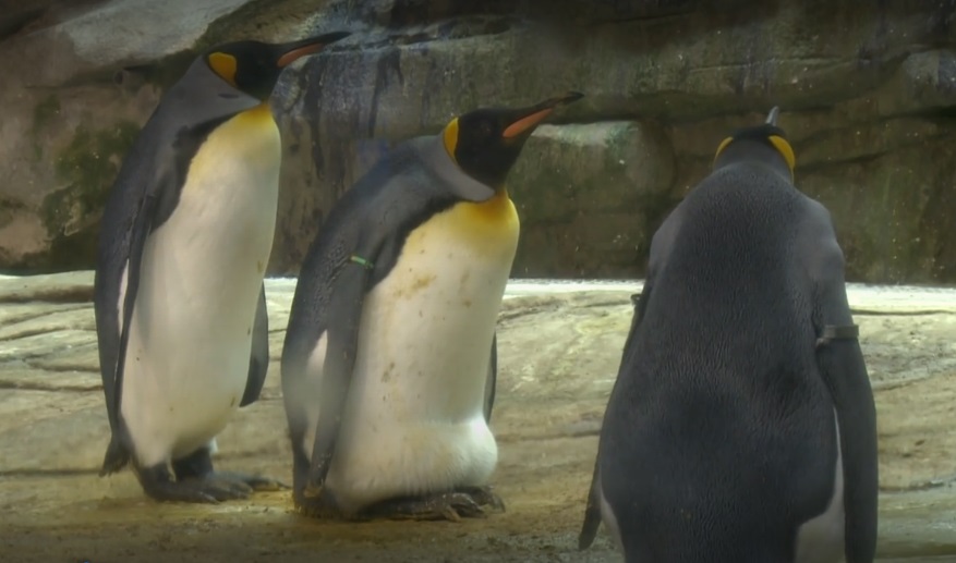 gay pinguins 